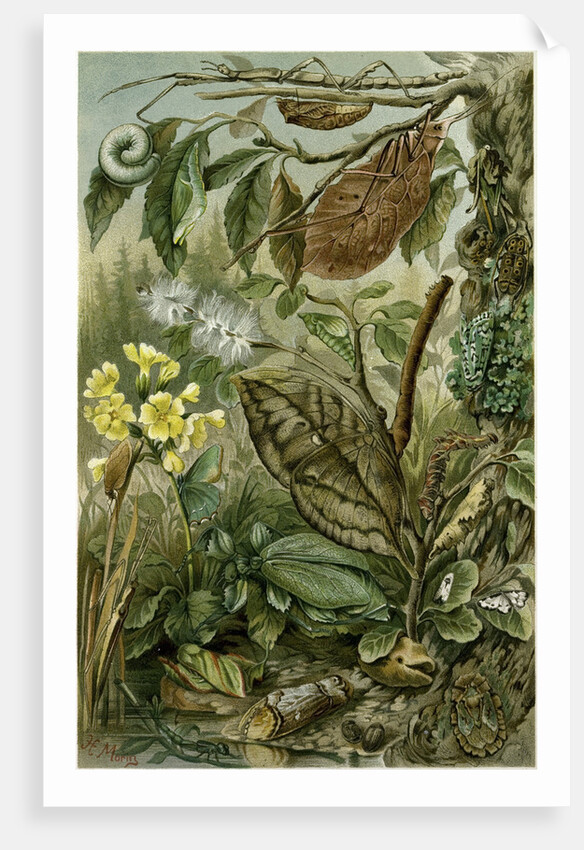 Nature Nineteenth Century Flower Leaves Tree Beetle by Anonymous