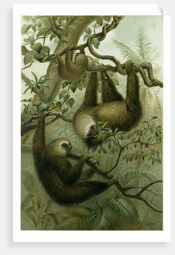 The Two-Toed Sloth by Anonymous