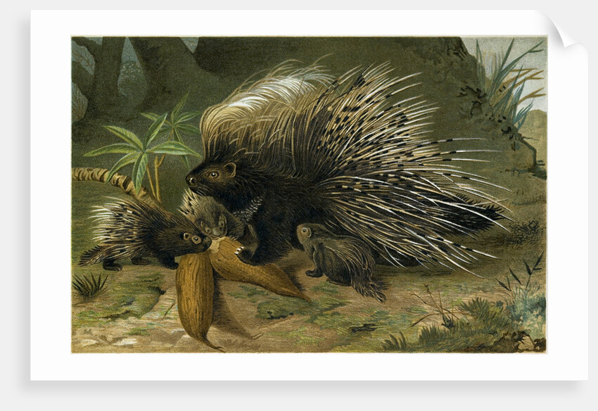 Crested Porcupine by Anonymous