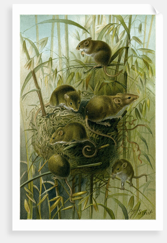 Harvest Mouse by Anonymous