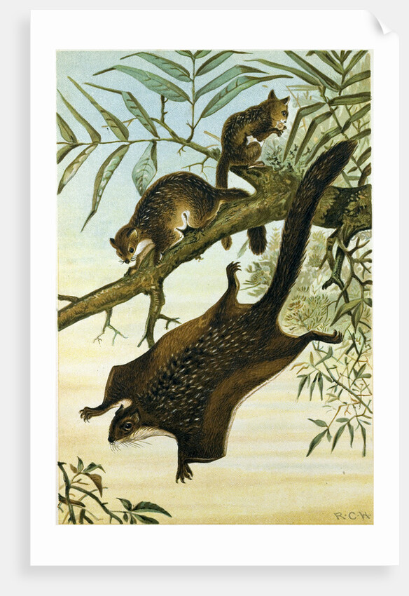 Flying Squirrel by Anonymous