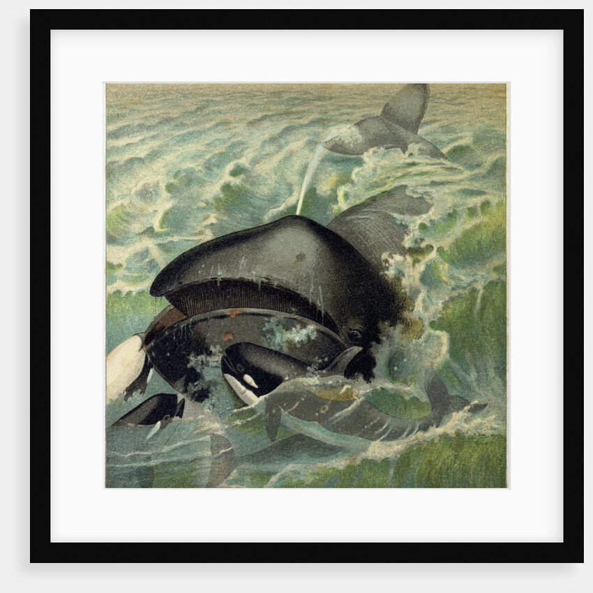 The Greenland Whale by Anonymous