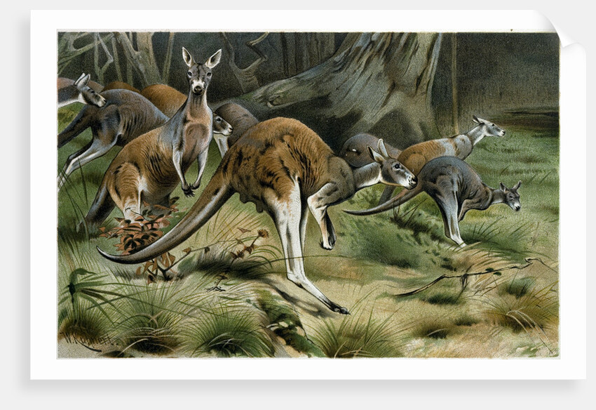 The Red Kangaroo by Anonymous