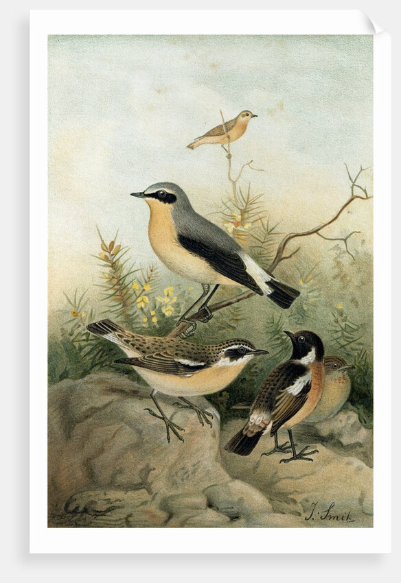 Wheatear Stonechat and Whinchat by Anonymous