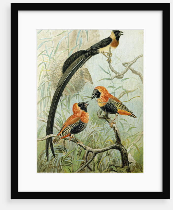 Weaver Birds by Anonymous