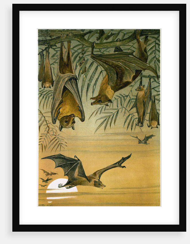 Fruit Bats by Anonymous