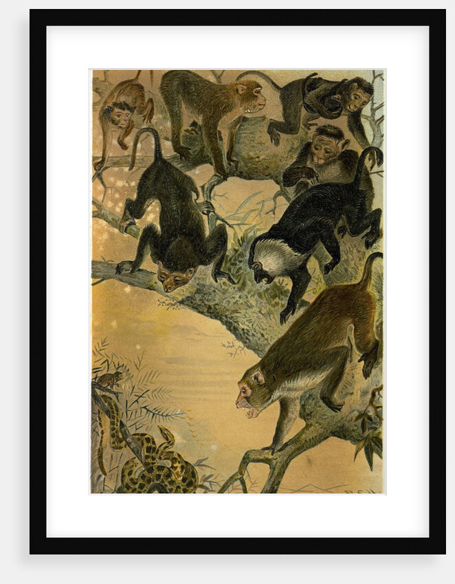 Macaques by Anonymous