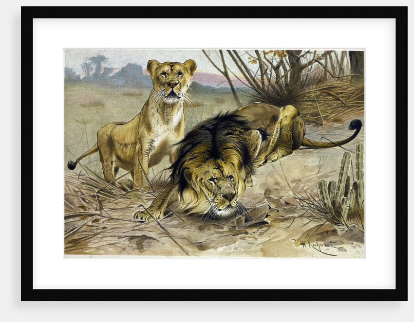 Lion and Lioness by Anonymous
