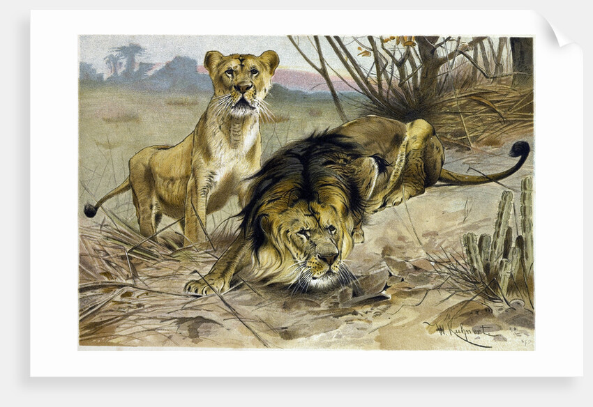 Lion and Lioness by Anonymous