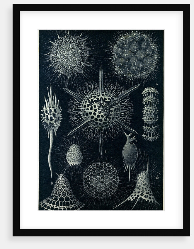 Radiolarians by Anonymous