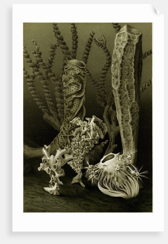 Glass Sponges by Anonymous