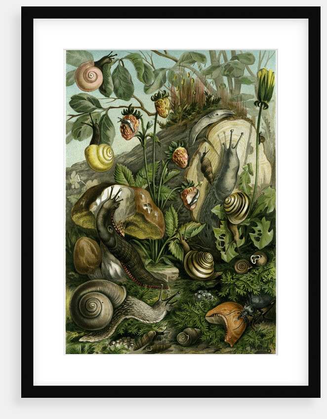 Land Molluscs or Snails and Slugs by Anonymous
