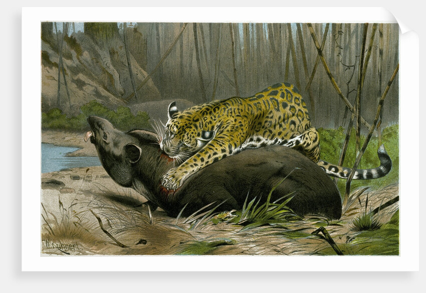 Jaguar Killing Tapir by Anonymous