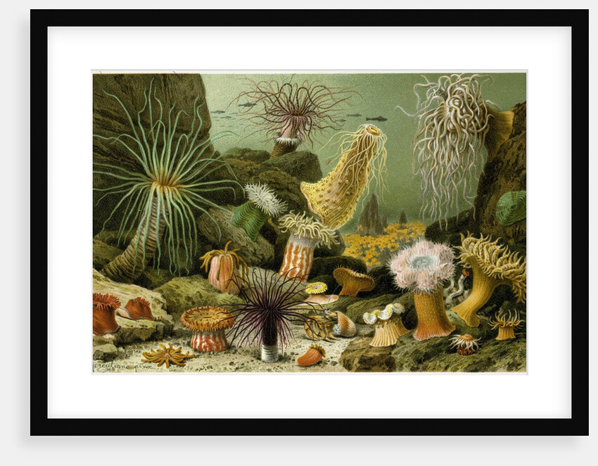 Sea Anemones by Anonymous