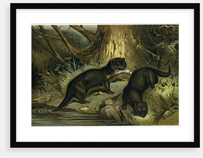 European Otter by Anonymous