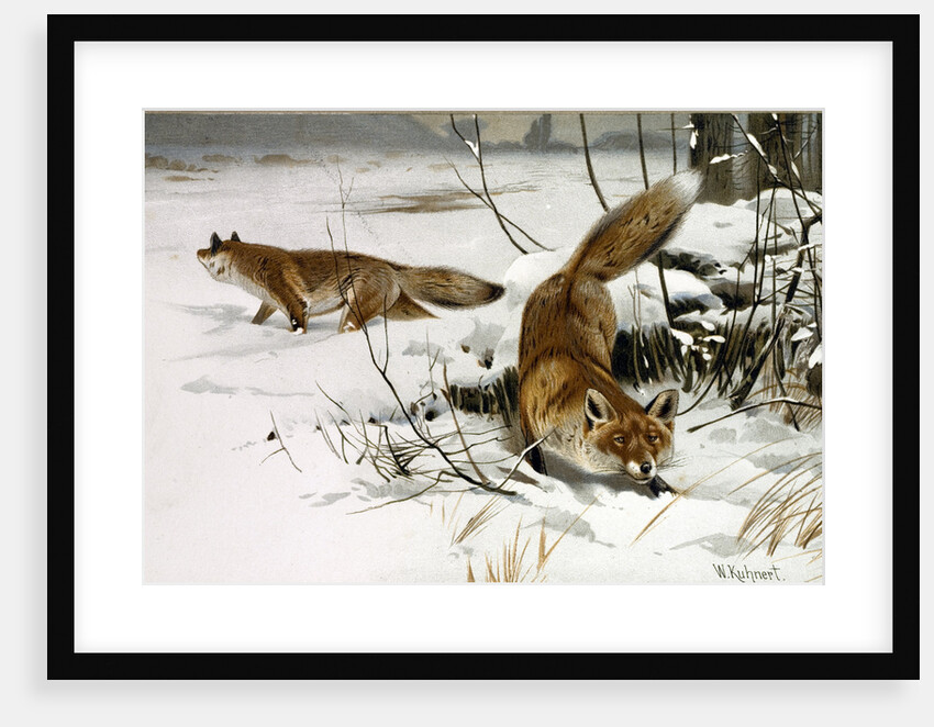 Common Fox by Anonymous