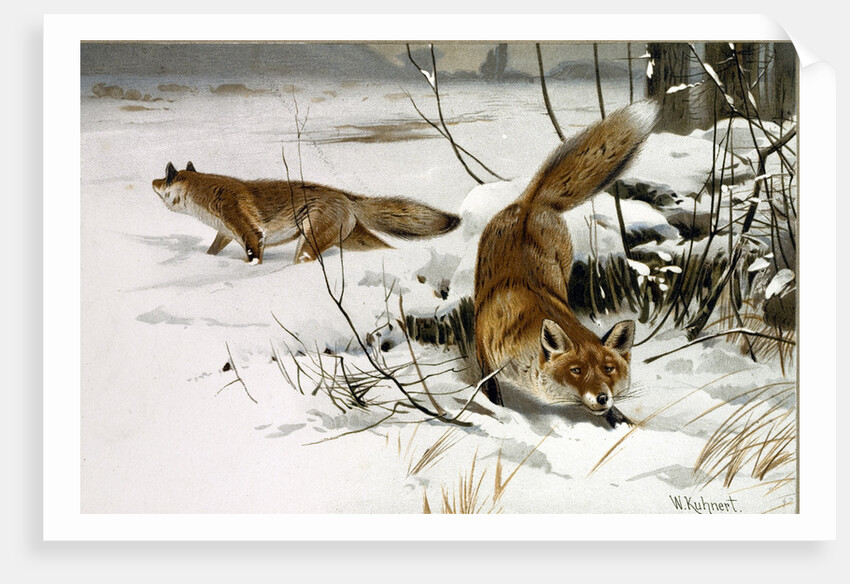 Common Fox by Anonymous