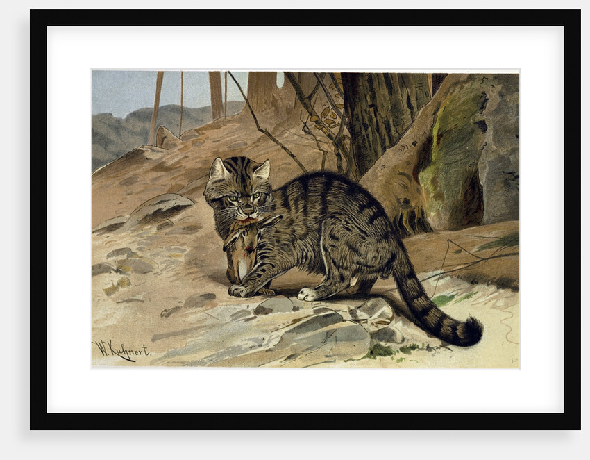 Wild Cat by Anonymous