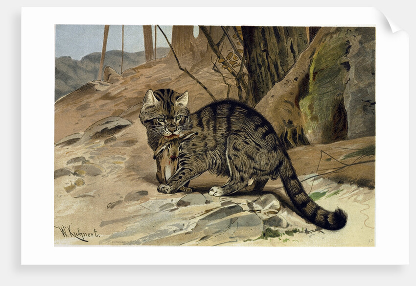 Wild Cat by Anonymous