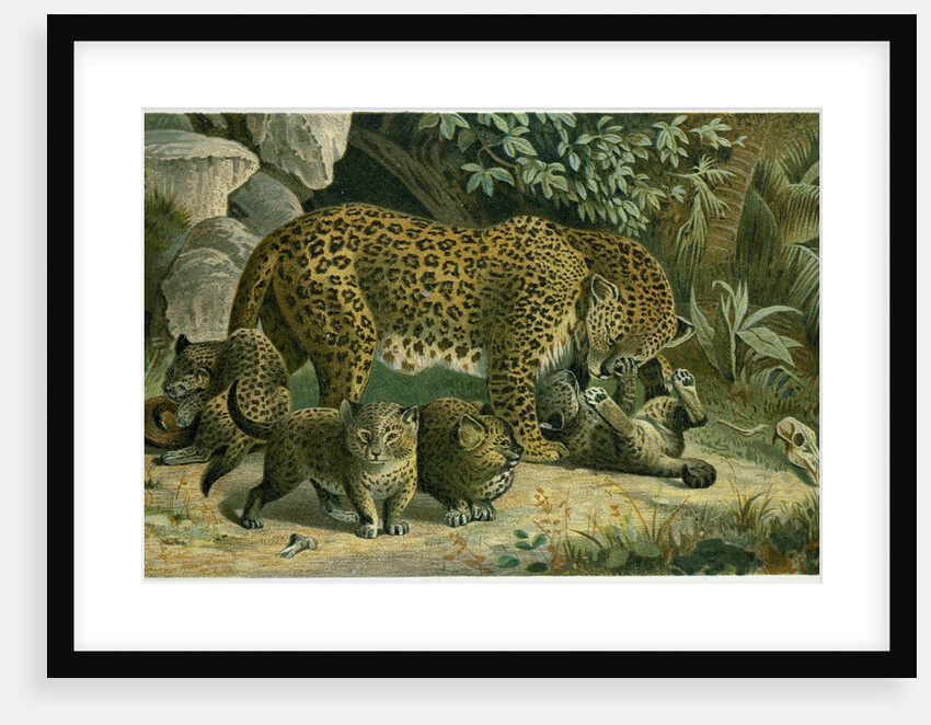 Leopard by Anonymous