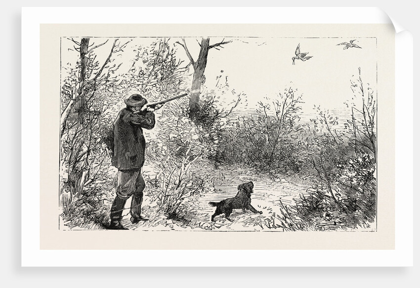 Woodcock Shooting by Anonymous