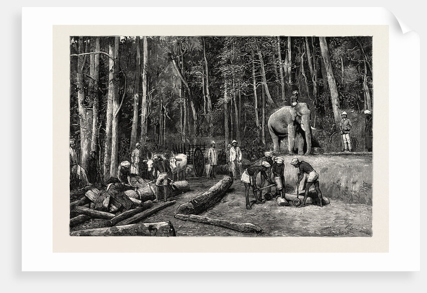 Natives Felling Timber in a Forest Perseverance Property, Gold Mining in Wynaad, India by Anonymous