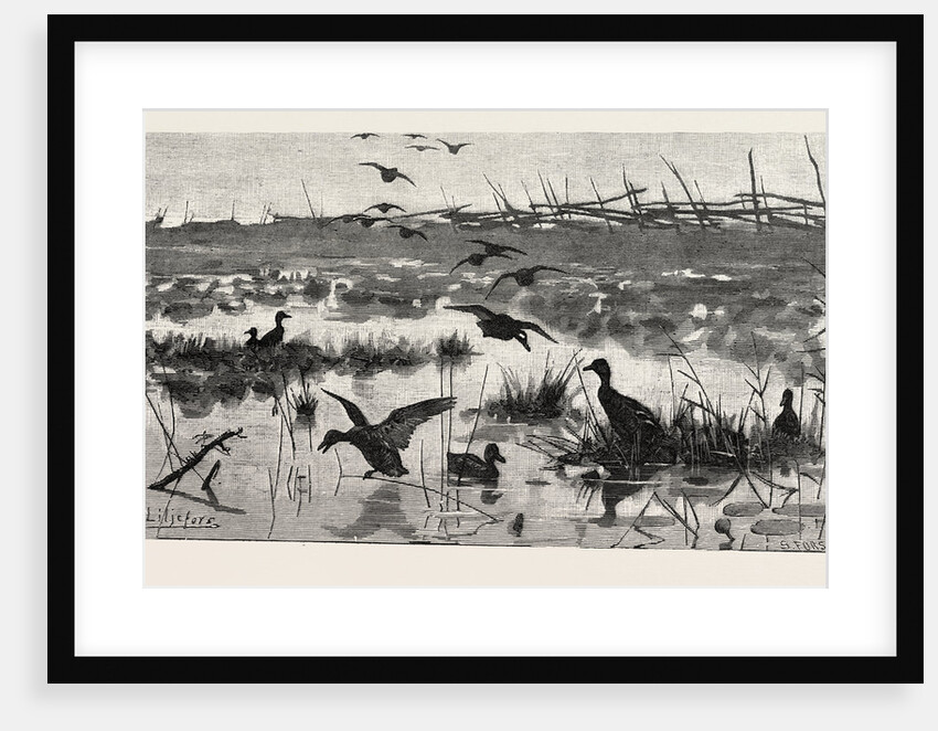 Haunts of Wild Ducks by Anonymous