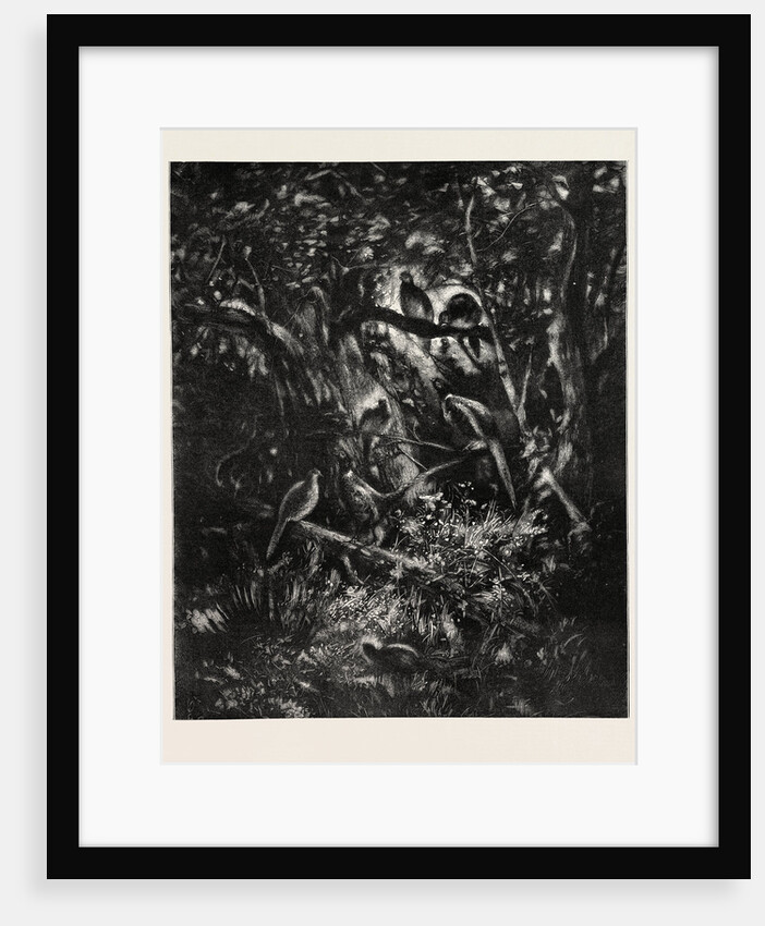 The Pheasants' Home by Anonymous