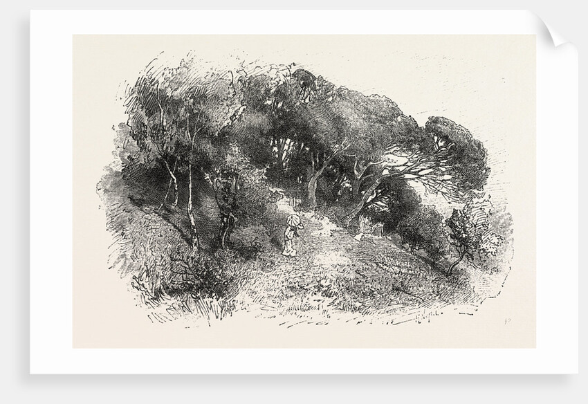 Pine Grove at Cannes, France by Anonymous