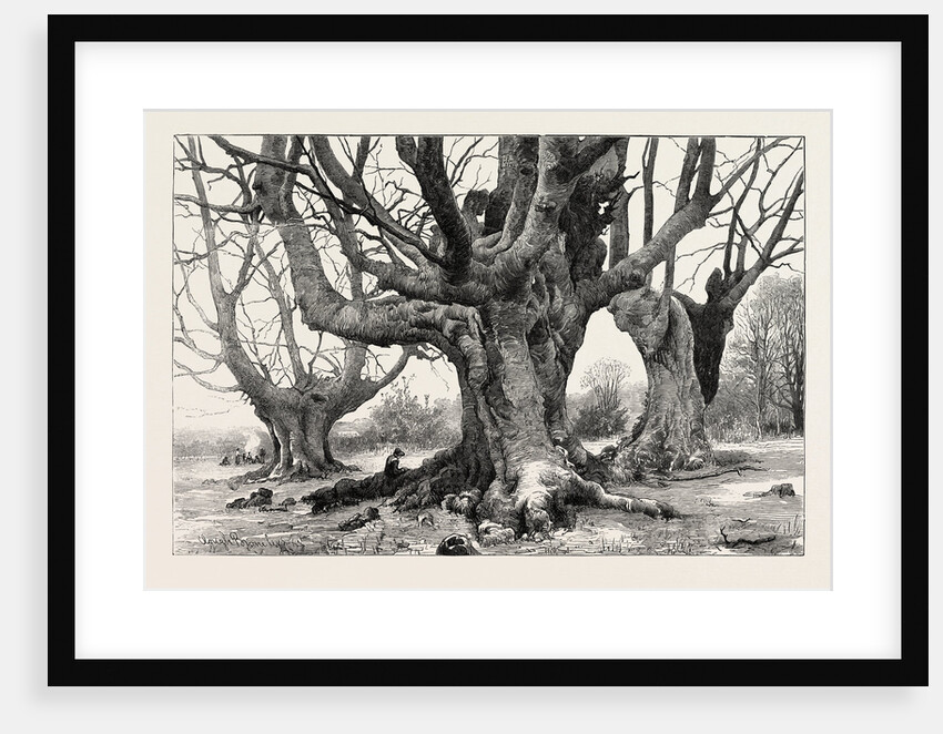 Burnham Beeches-Recently Purchased by the Corporation of London by Anonymous