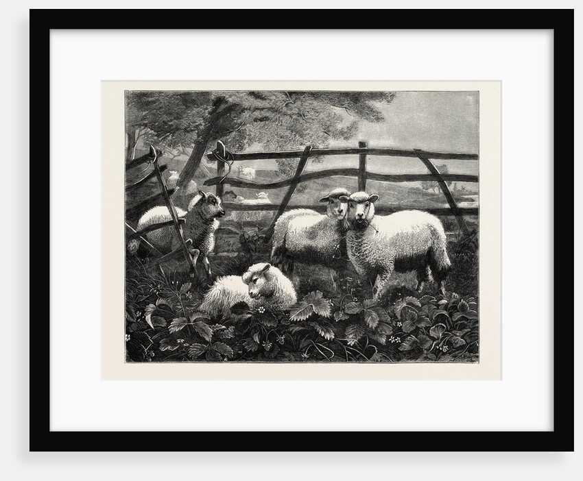 Sheep by Anonymous