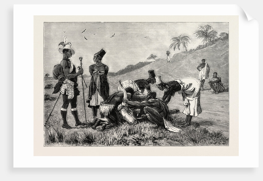 The Zulu War-Natal Kaffirs Cutting Up a Dead Bullock by Anonymous