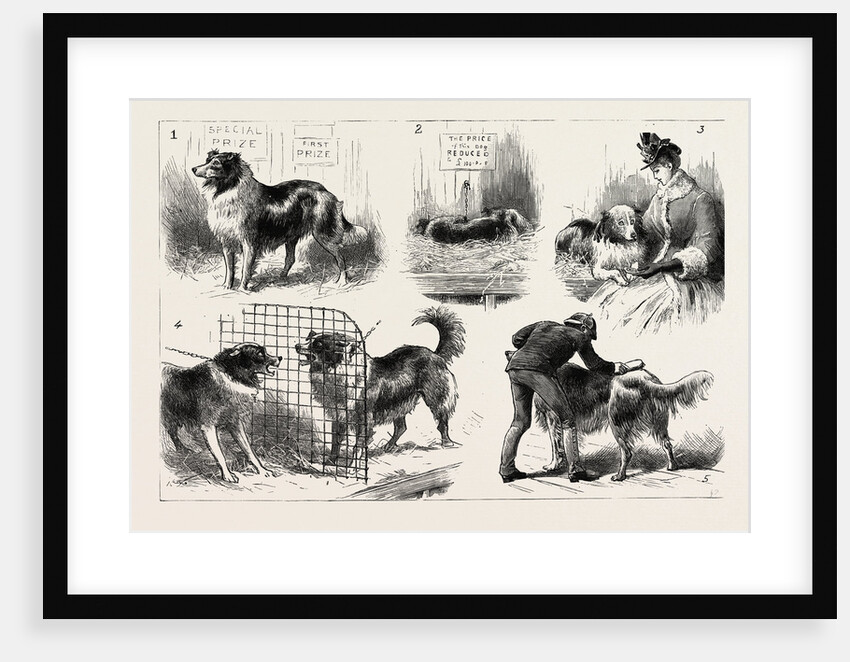 The Collie Dog Show at the Royal Aquarium, Westminster by Anonymous