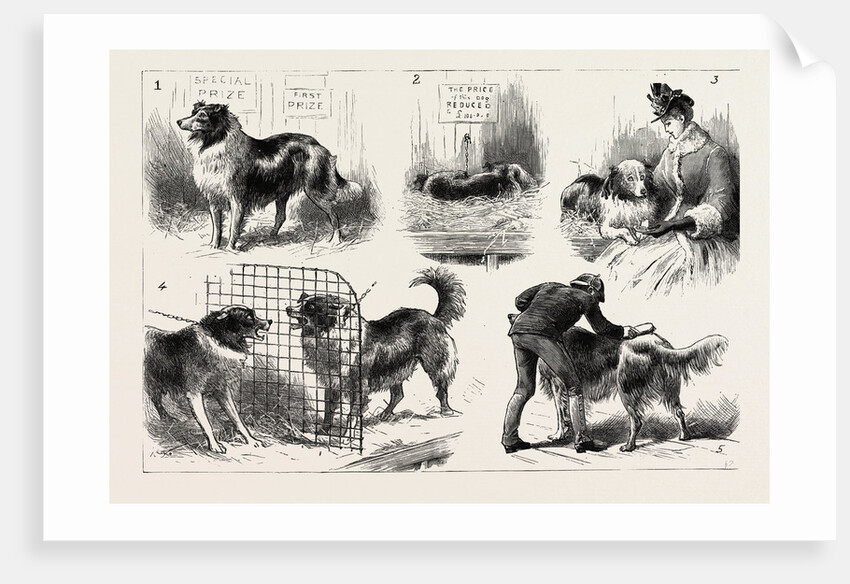 The Collie Dog Show at the Royal Aquarium, Westminster by Anonymous