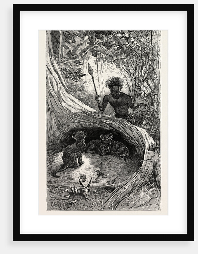 I Saw in the Hollow Between the Roots of a Big Tree Three Little Cubs About Two Months Old by Anonymous