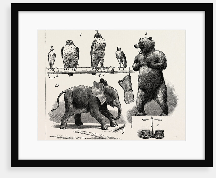 Sport Illustrated by Art at the Grosvenor Gallery, London, 4. Moose Heads (Alces Alalchis) Shot by the Earl of Lonsdale by Anonymous