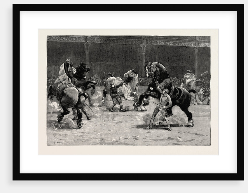 The Shire Horse Show at the Agricultural Hall, the Effect of Applause by Anonymous