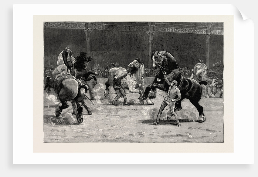 The Shire Horse Show at the Agricultural Hall, the Effect of Applause by Anonymous