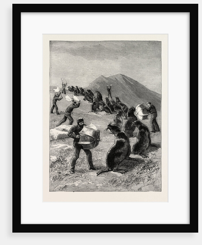 The American Fisheries Question, Driving Seals to the Killing Place, Behring's Straits, United States by Anonymous