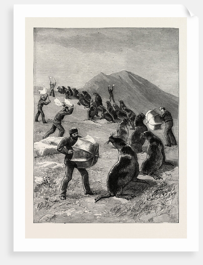 The American Fisheries Question, Driving Seals to the Killing Place, Behring's Straits, United States by Anonymous