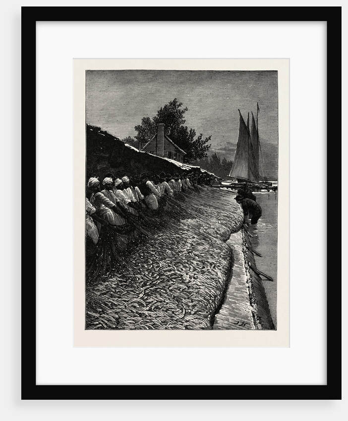 The American Fisheries Question, Shad Fishing on the Potomac, United States by Anonymous