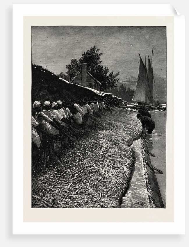 The American Fisheries Question, Shad Fishing on the Potomac, United States by Anonymous
