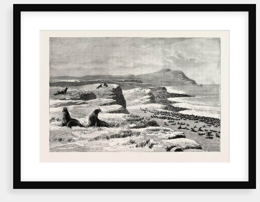 The American Fisheries Question, Fur Seal Rookery in the Pribylov Islands, United States by Anonymous