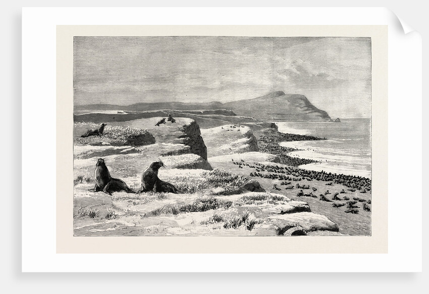 The American Fisheries Question, Fur Seal Rookery in the Pribylov Islands, United States by Anonymous