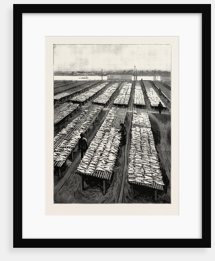 The American Fisheries Question, Cod Drying on Flakes at Gloucester, Massachusetts, United States by Anonymous
