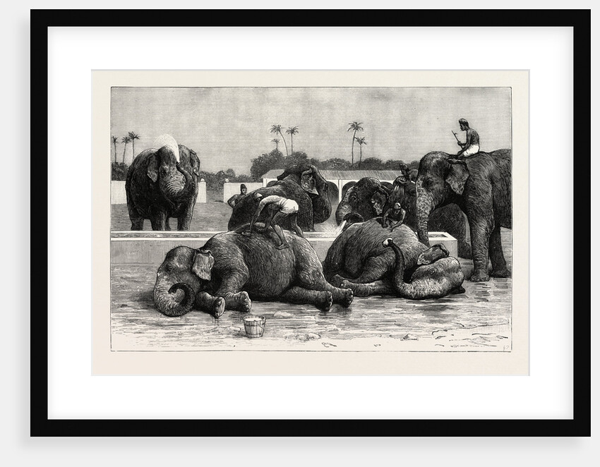 Elephants in India, the Morning Bath Before Breakfast by Anonymous