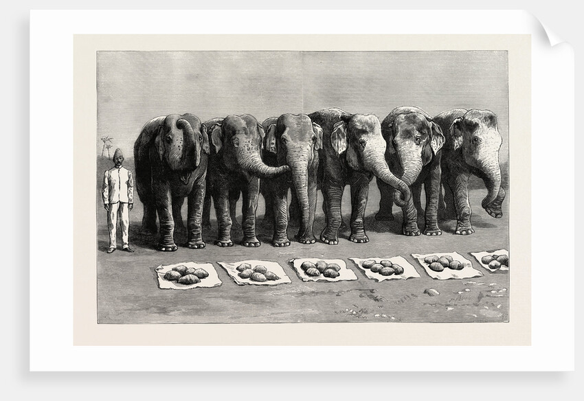 Elephants in India, Breakfast Waiting for the Word Feed by Anonymous