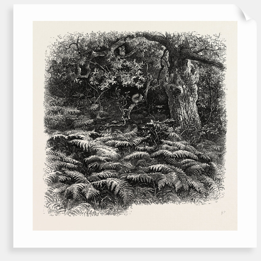 At Bas Breau, Bas-Breau, the Forest of Fontainebleau, France by Anonymous