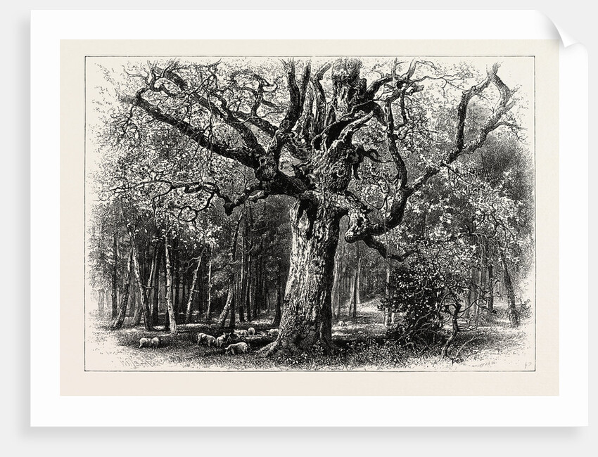 Oaks at Nid D'Aigle, Forest of Fontainebleau, France by Anonymous