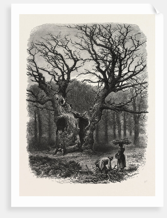 William the Conqueror's Oak, Windsor by Anonymous